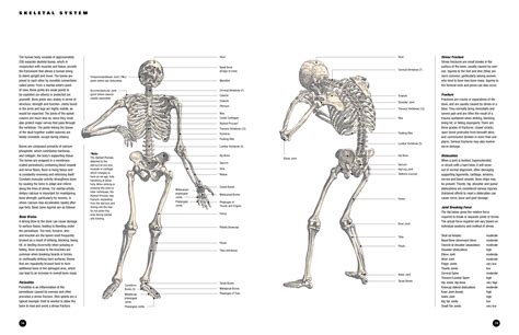 Knuckle Anatomy Surface