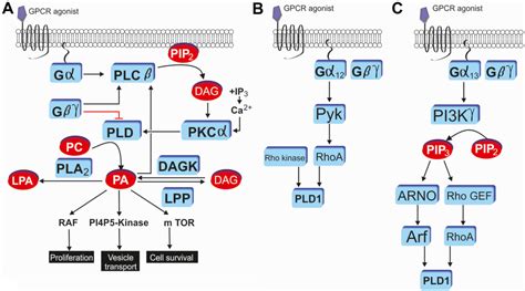 G-Proteins