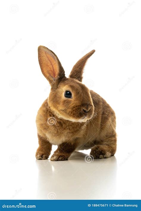 Baby of brown bunny rabbit stock image. Image of cute - 188475671