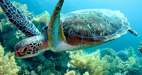 Rescued Green Sea Turtles | SEA LIFE Michigan Aquarium