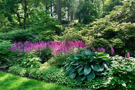 Hosta and Astilbe Garden: Creating Your Perfect Shade Oasis