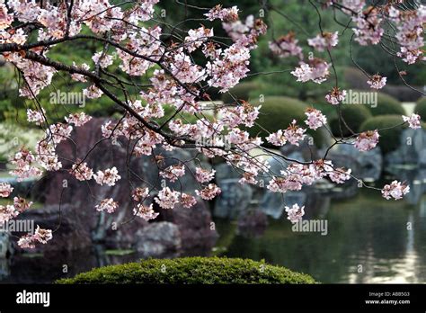 Japanese Garden inside Nijo Castle at Sunset, Cherry Blossoms are lit Stock Photo: 7335618 - Alamy