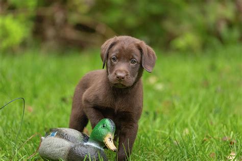 English Chocolate Lab Puppies Michigan - Yellow Lab Puppies 1 English Yellow Labs Yellow Lab ...