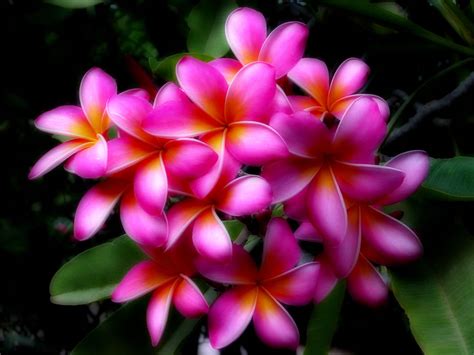 🔥 Download For Hawaiian Flower Flowers Click Here by @kaustin53 ...