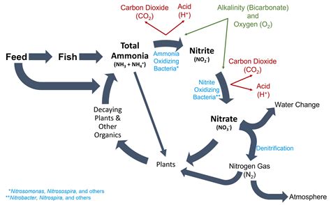 FA16/FA031: Ammonia in Aquatic Systems