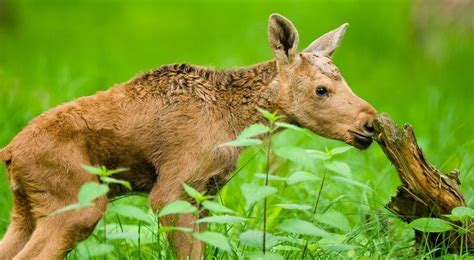 Cute Baby Moose Photos, Facts, And Videos (All Your Questions Answered) - UntamedAnimals.com