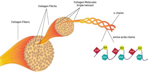 Collagen and The Cells That Produce It - Integrated Aesthetics Institute