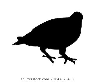 Pigeon Silhouette Vector Stock Vector (Royalty Free) 1047823450