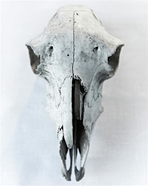 Sheep Skull Photograph by Adrian Green | Fine Art America