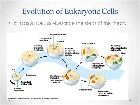 Endosymbiosis Evolution Of Eukaryotes