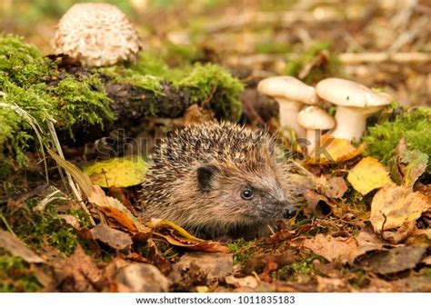 Wild Native Hedgehog Natural Habitat Green Stock Photo (Edit Now ...