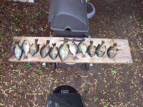 Gravel pit pond panfish | Michigan Sportsman - Online Michigan Hunting and Fishing Resource