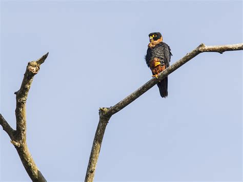 Bat Falcon - Birding Trinbago