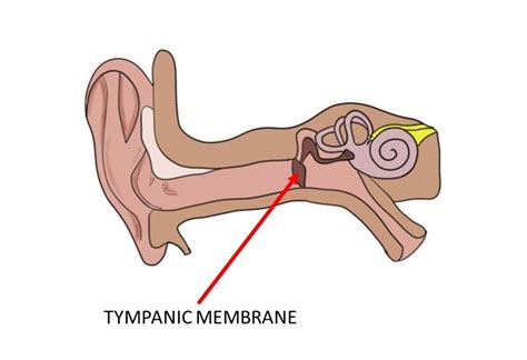 Eardrum - definition