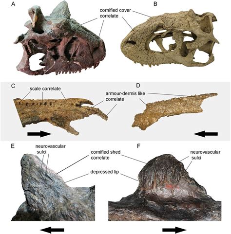 Details of the skin structures inferred for abelisaurids. Right side of... | Download Scientific ...