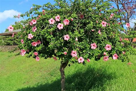 Hibiscus Tree Care & Growing Guide