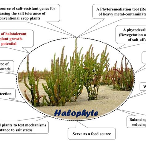 (PDF) Mining Halophytes for Plant Growth-Promoting Halotolerant ...