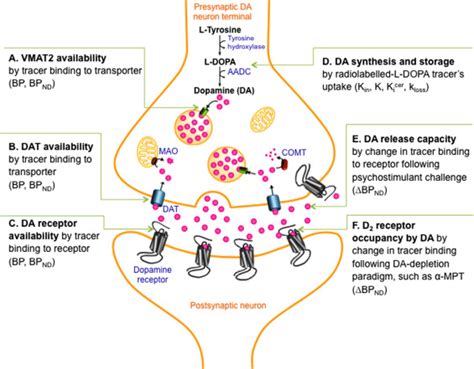 Pathway-Specific Dopamine Abnormalities in Schizophrenia - Biological ...