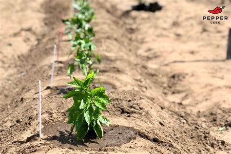 Top 20+ How Far Apart To Plant Sweet Peppers