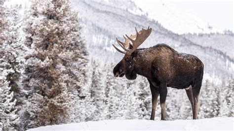 Moose in Snow Wallpapers - Top Free Moose in Snow Backgrounds ...