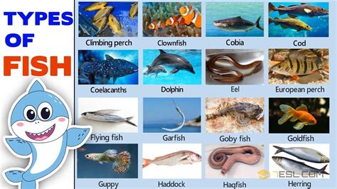 Indian Fish Names With Pictures