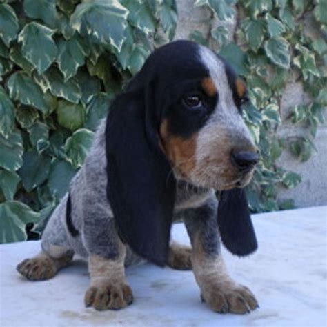 Basset Bleu de Gascogne Breed Guide - Learn about the Basset Bleu de Gascogne.