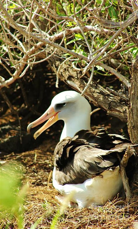 Nesting Albatross Photograph by Craig Wood - Fine Art America