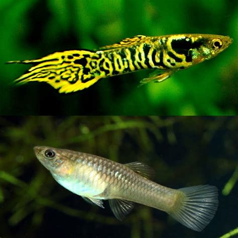 Guppies Endler Pair - Tiger Endler Guppy Male/Female Guppy 2-3cm ...