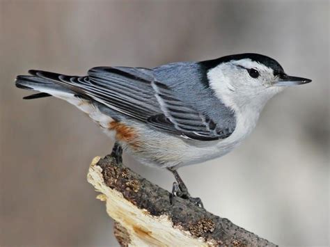 White-breasted Nuthatch Identification, All About Birds, Cornell Lab of Ornithology Nuthatch ...