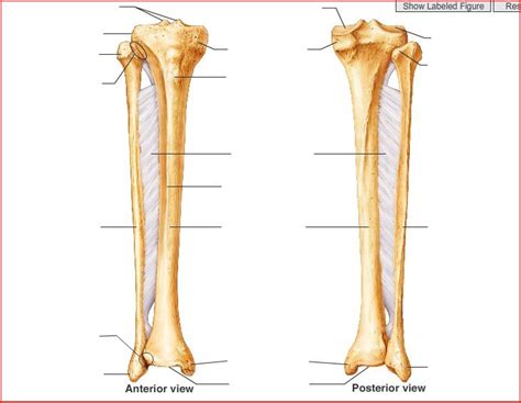 Anatomy - Fibula Diagram | Quizlet