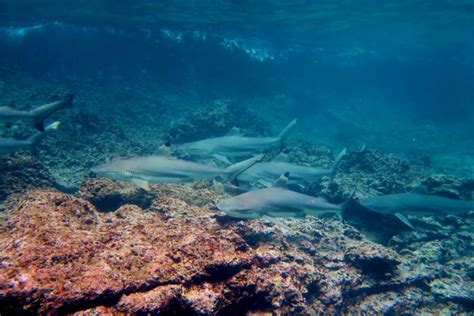 Snorkeling with reef sharks at Phi Phi – Snorkeling Thailand