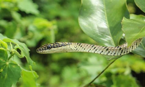 Flying Snakes: How Many Types Are There & Where Do They Live? - A-Z Animals