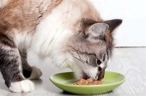 Hydration Heroes: Keeping Cats Happy and Healthy with Wet Food