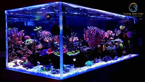 Saltwater Aquarium Setup: A Step-by-Step Guide - Living with Fish