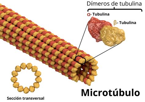 Microtúbulos: qué son, su estructura y funciones - Enciclopedia ...