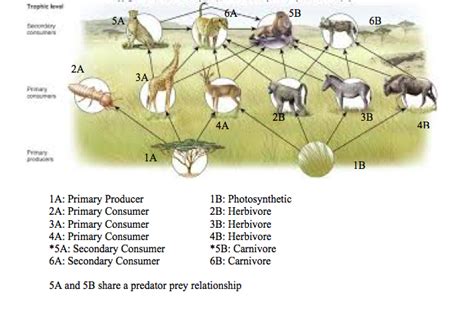 Secondary Consumer Animals