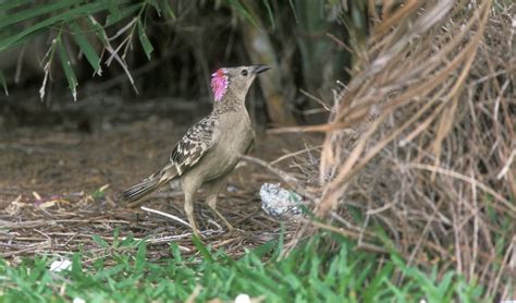 Great bowerbirds of northern Australia - Australian Geographic