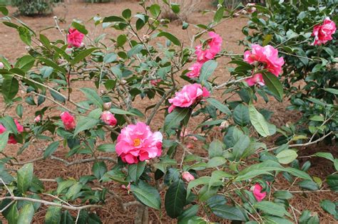 Camellia reticulata (To-tsubaki, Yennan Camellia) | North Carolina Extension Gardener Plant Toolbox