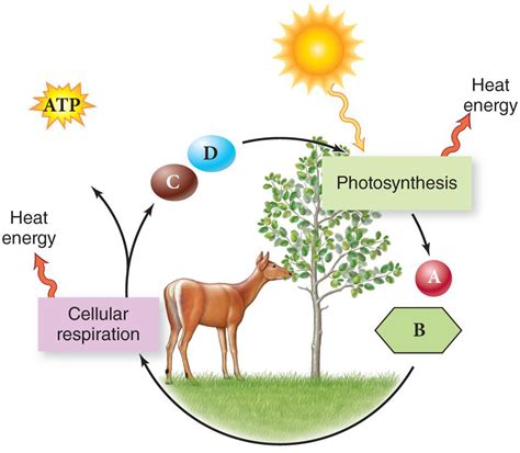 Photosynthesis Cycle Diagram