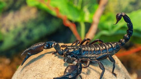 Passengers spot giant scorpion crawling out of overhead bin on plane ...