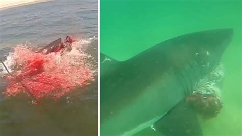 GRAPHIC IMAGES: Shark attacks seal, turns water red | Fox News