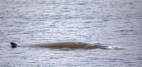 Fin Whale | In Canada, fin whale populations occur in both t… | Flickr