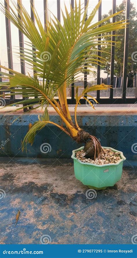 A Very Unique Dwarf Coconut Tree from a Tropical Country Stock Image - Image of tropical, tree ...