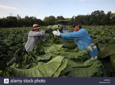 Harvesting Tobacco Leaves Stock Photos & Harvesting Tobacco Leaves ...