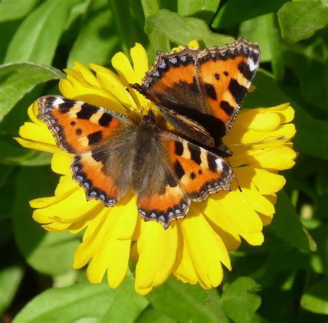 Wild and Wonderful: My Photos of (Largely UK) Butterfly Species