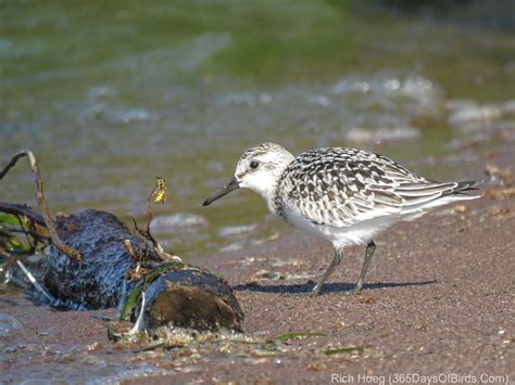 Shorebird Identification - 365 Days of Birds