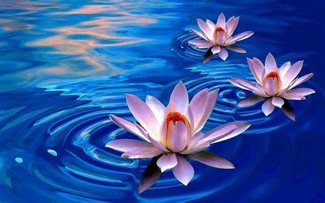 Lotus iPad Wallpapers - Top Free Lotus iPad Backgrounds - WallpaperAccess