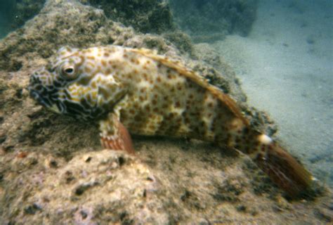 Cirrhitus pinnulatus, stocky hawkfish, po'opa'a