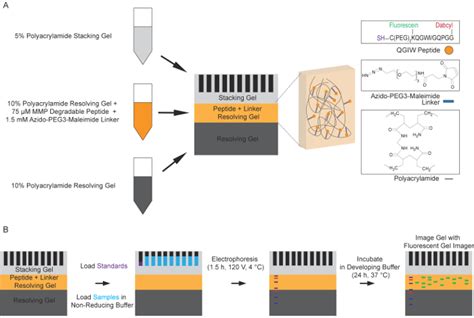 Detection of Protease Activity by Fluorescent Peptide Zymography | Protocol