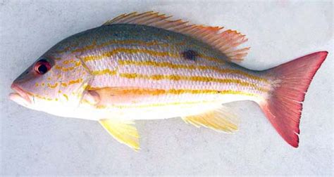 Lutjanus synagris – Discover Fishes